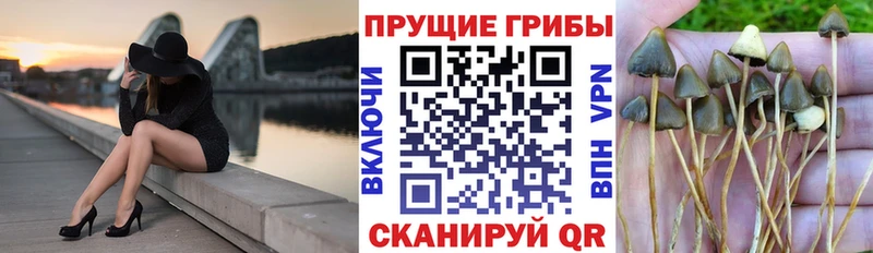 Псилоцибиновые грибы Cubensis  цены наркотик  Фролово 